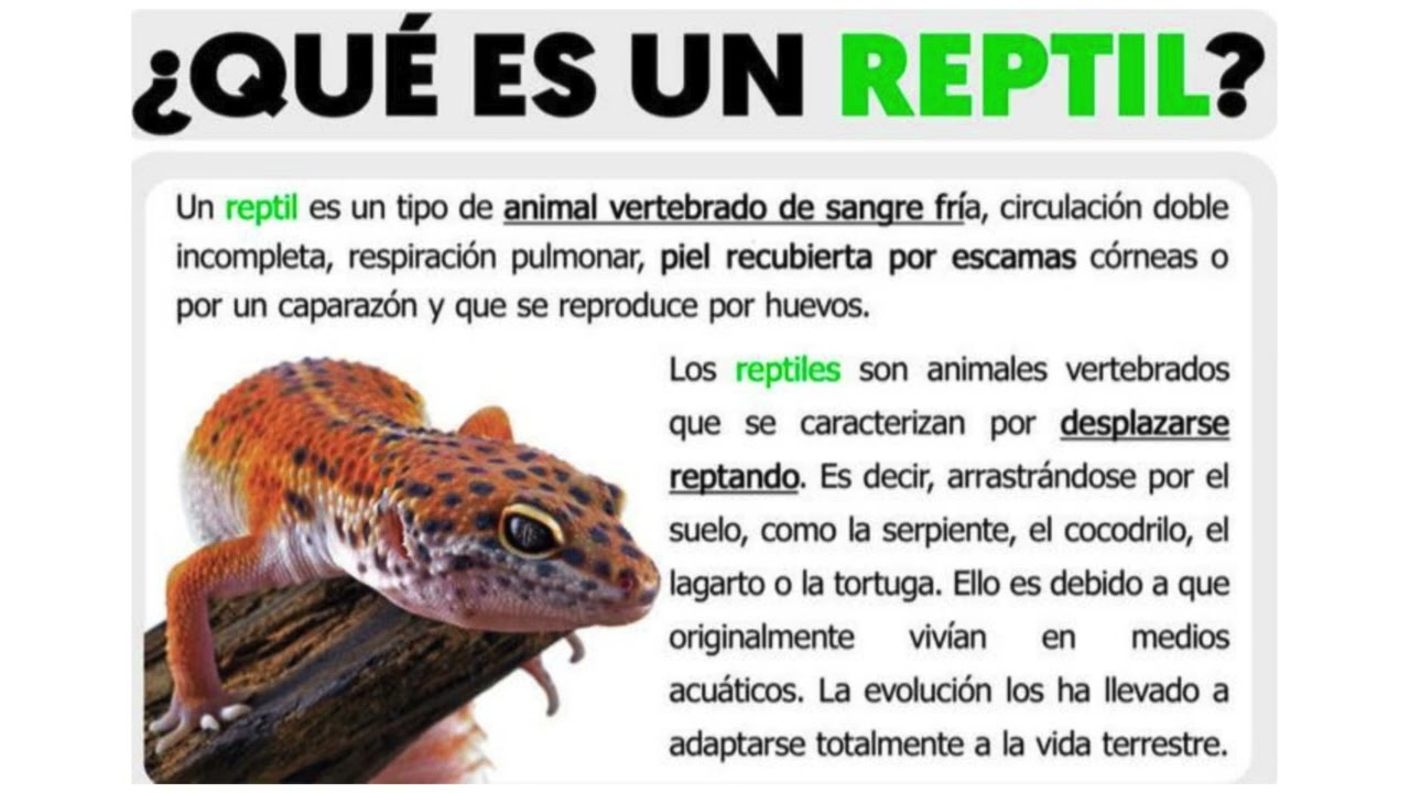 Fauna local Parte1