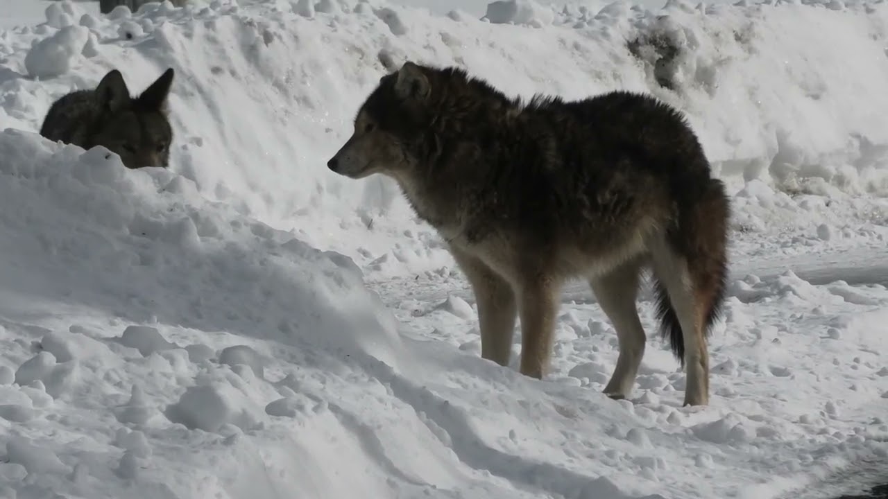 Coyotes Find Something