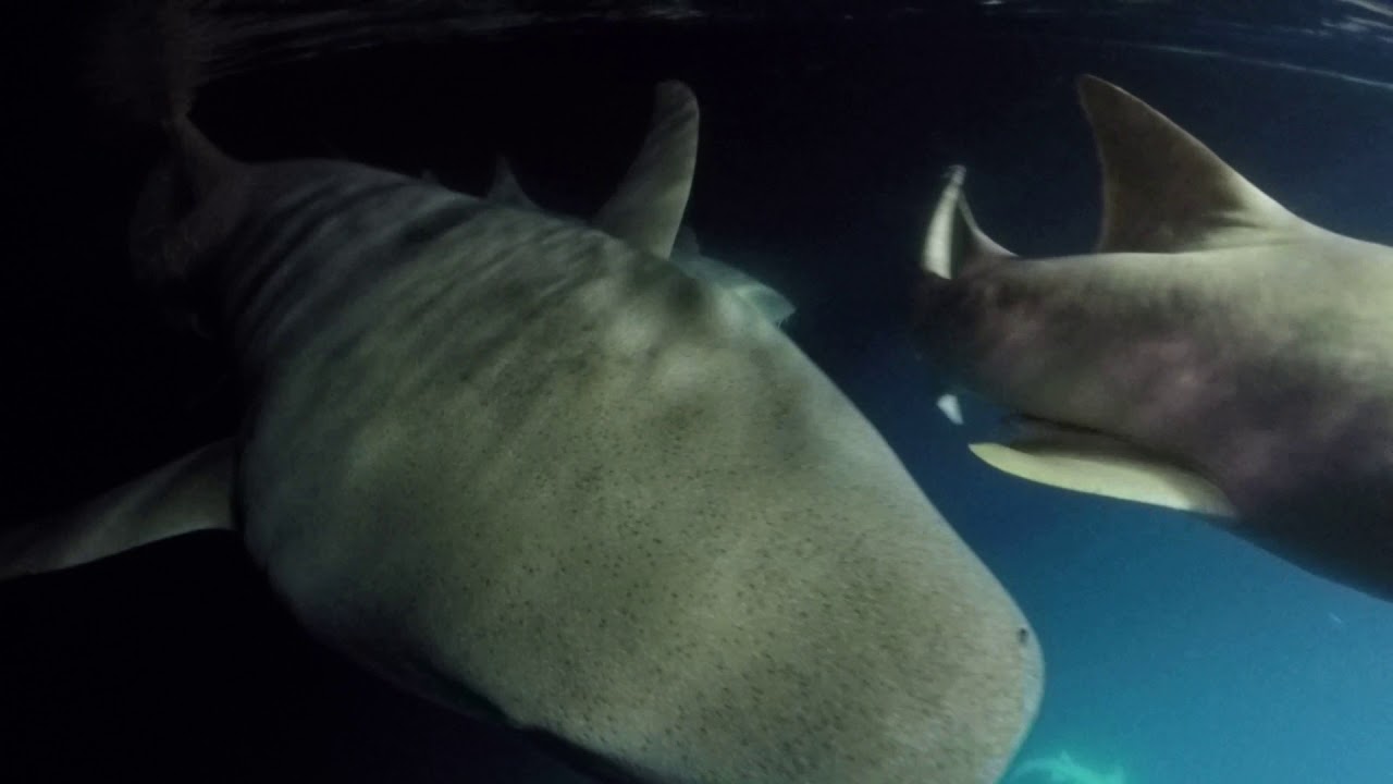 Nurse sharks patrolling off the back of our boat