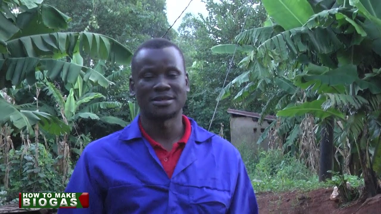 Kapangidwe ka biogas kuchokera ku manyowa a ng'ombe