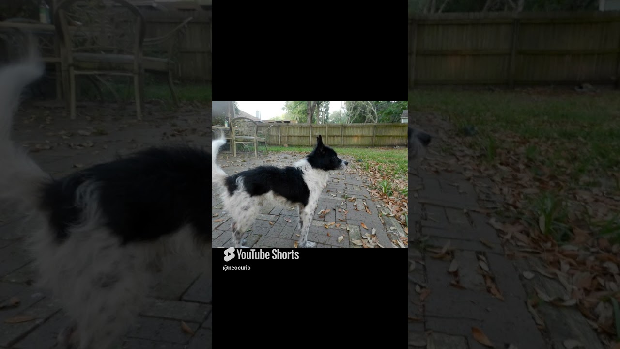 wALKING THE DOG #walkingthedog #cats #dogs #funnyanimals #reels #keepitreel #videoshort #neocurio