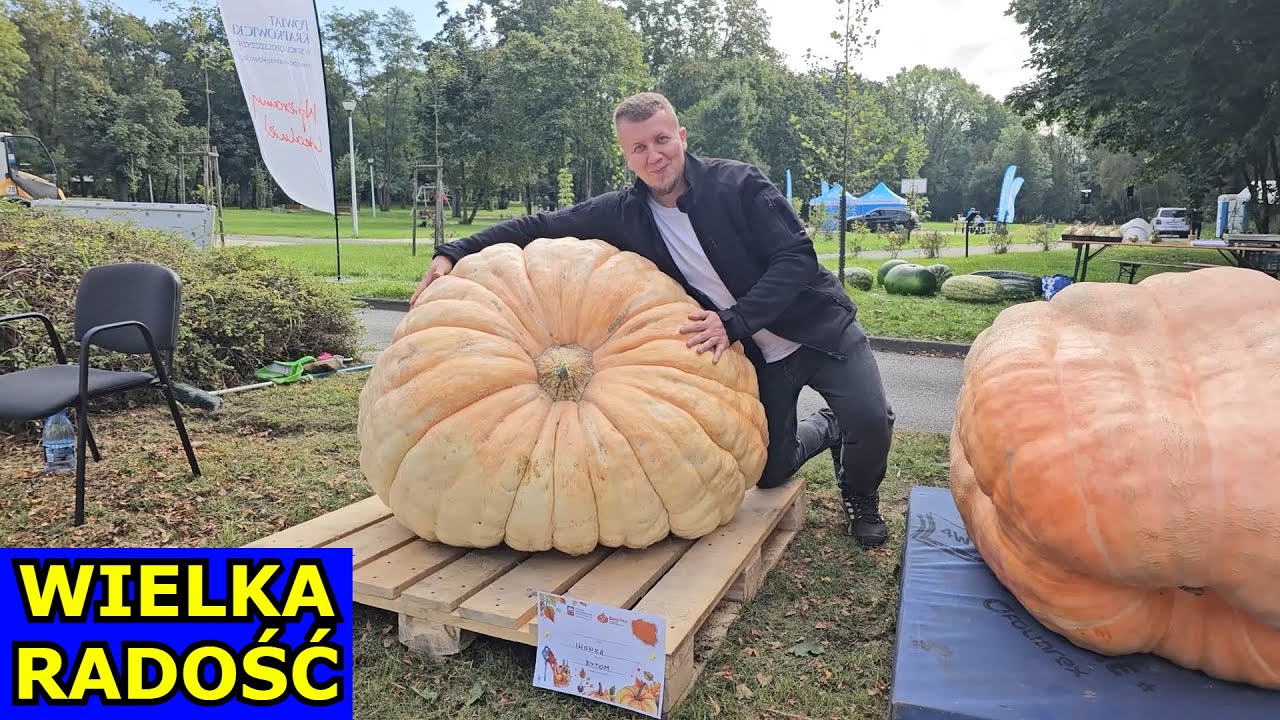 JEST! Wyjątkowy Festiwal Dyni. Iwonka Kroi Arbuzy. Wielkie Dynie. Arbuz, Pomidor, Tykwa, Bania Fest.