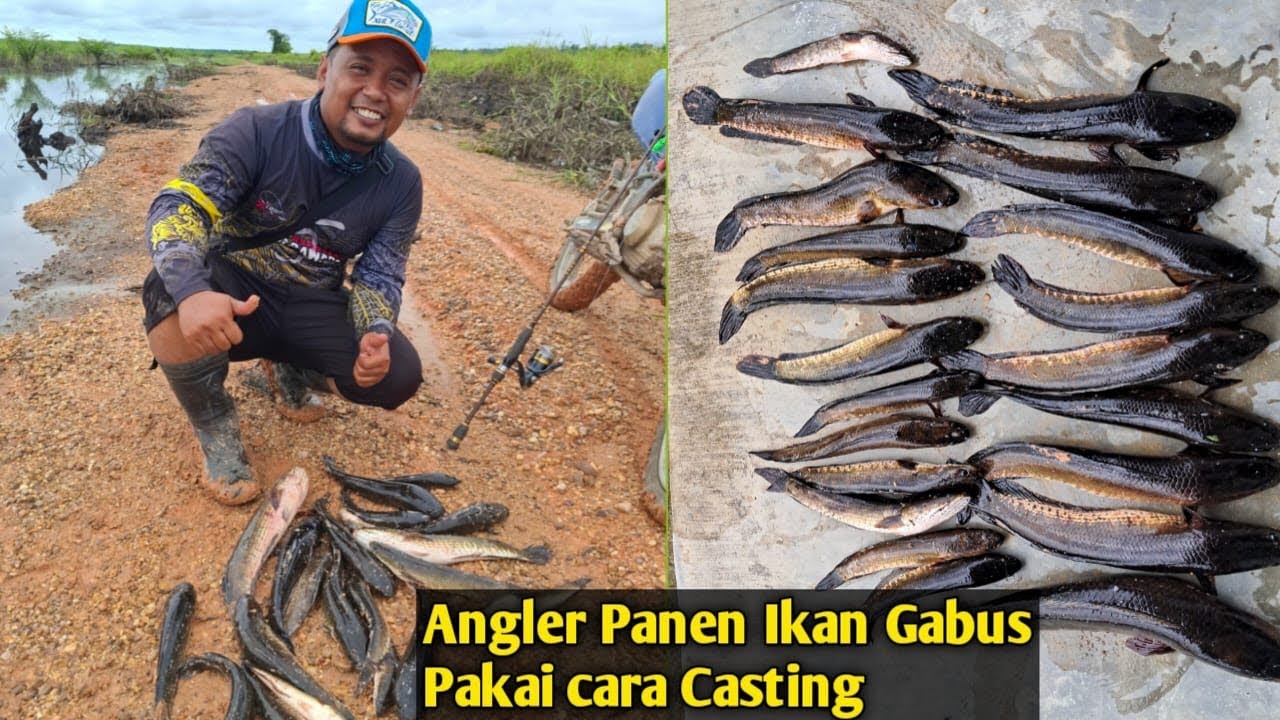 CASTING GABUS LAHAN SAWIT ‼️ STIKE BERTUBI-TUBI JADI PANEN