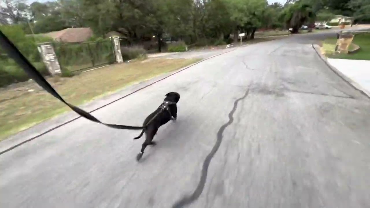 Ruffwear Grip Trex Dog Boots Reviewed By KOBA!!!