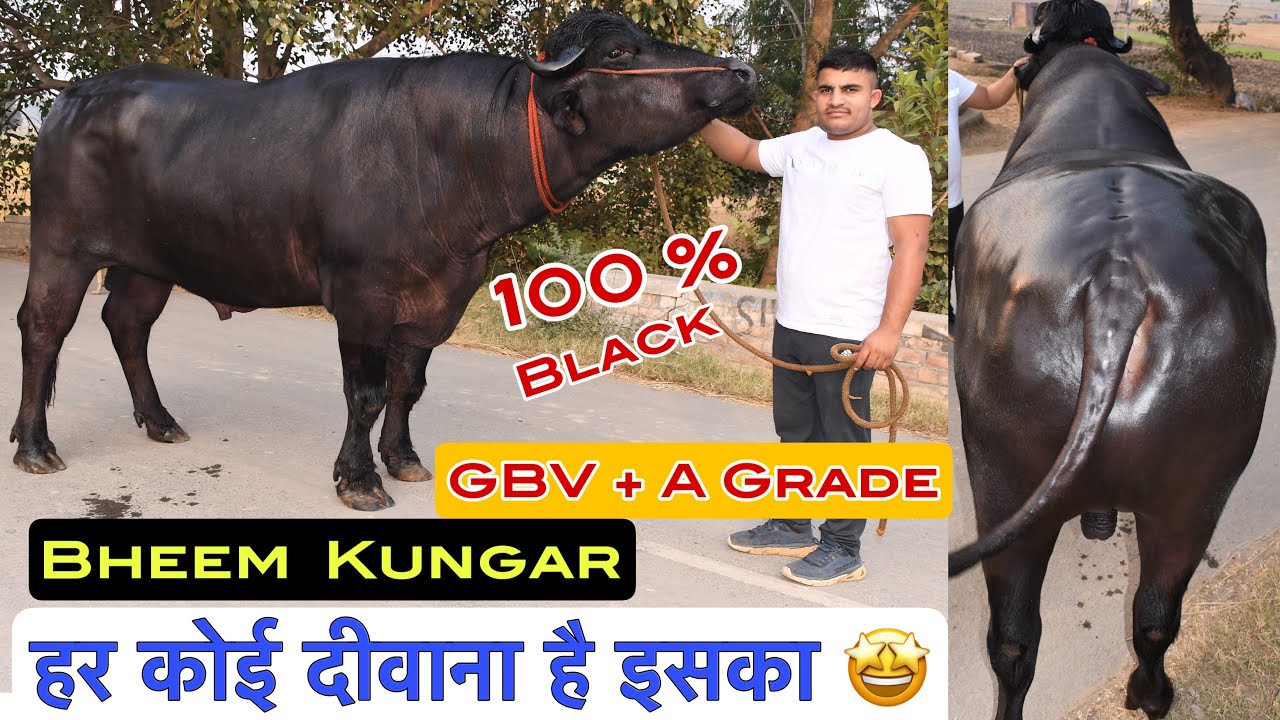हर कोई दीवाना है इसका - Bheem Kungar 100% Black + GBV ( A Grade ) For Semen 📞 99920-28010