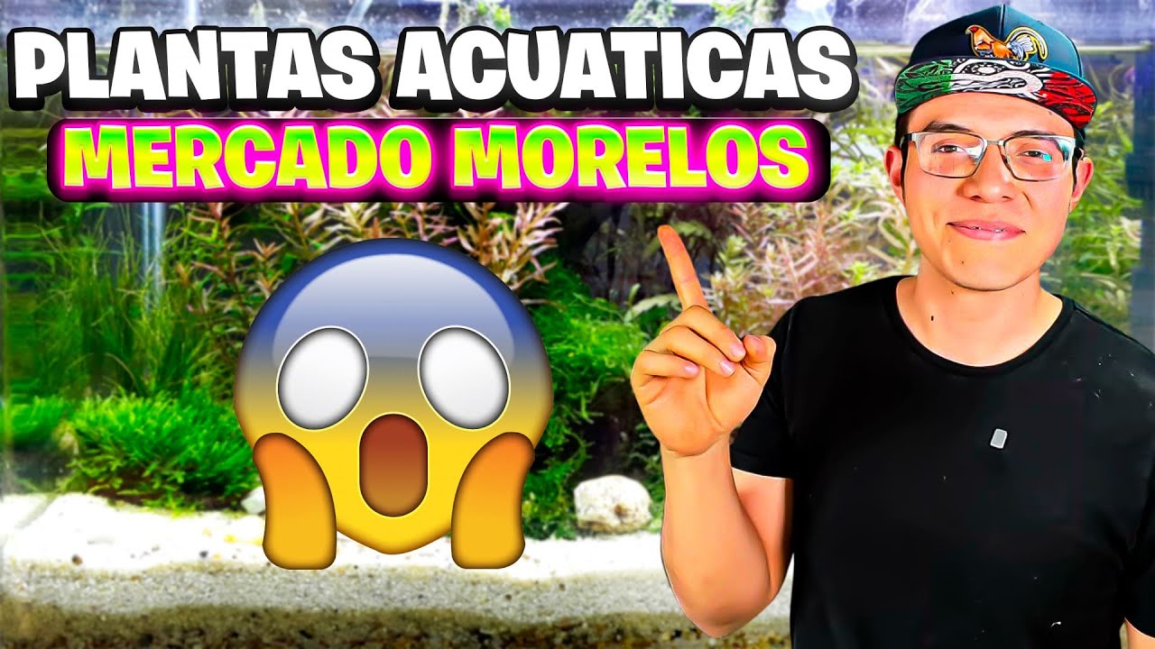 INCREIBLE acuario de PLANTAS EXOTICAS en el MERCADO MORELOS