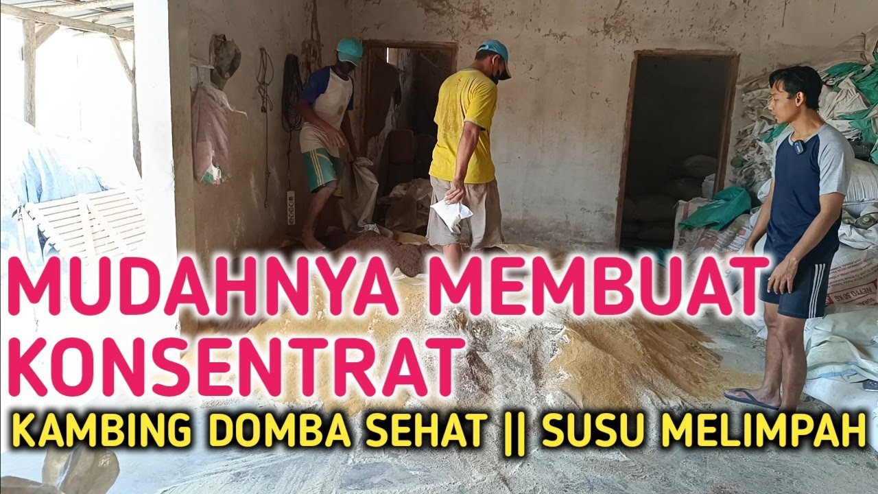 MEMBUAT PAKAN PENGUAT AGAR TERNAK SEHAT DAN CEPAT BESAR