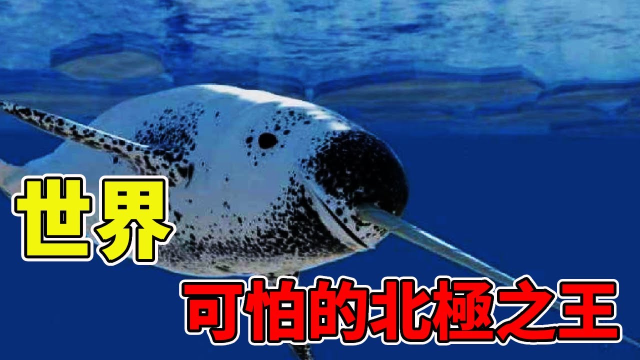 盤點生活在北極的10種野獸，北極之王能夠捕殺一切陸地上的動物，十分可怕【黑土日記】