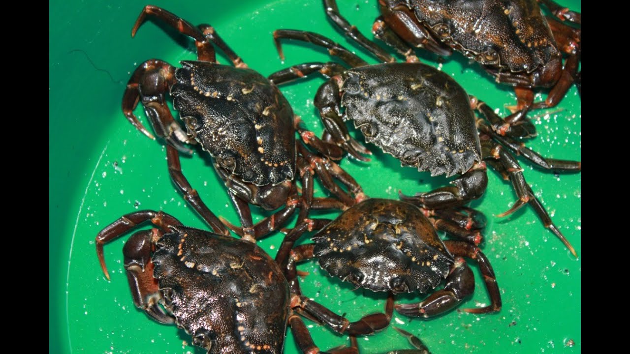 Pêcher le crabe vert avec un sac ; astuce facile pour crustacés ; crabe enragé ; Bretagne ; France