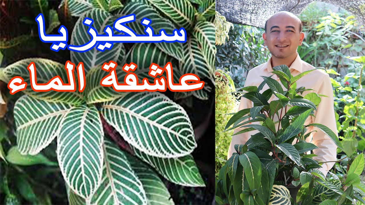 أكثر نبتة محبة للماء في العالم | السنكيزيا