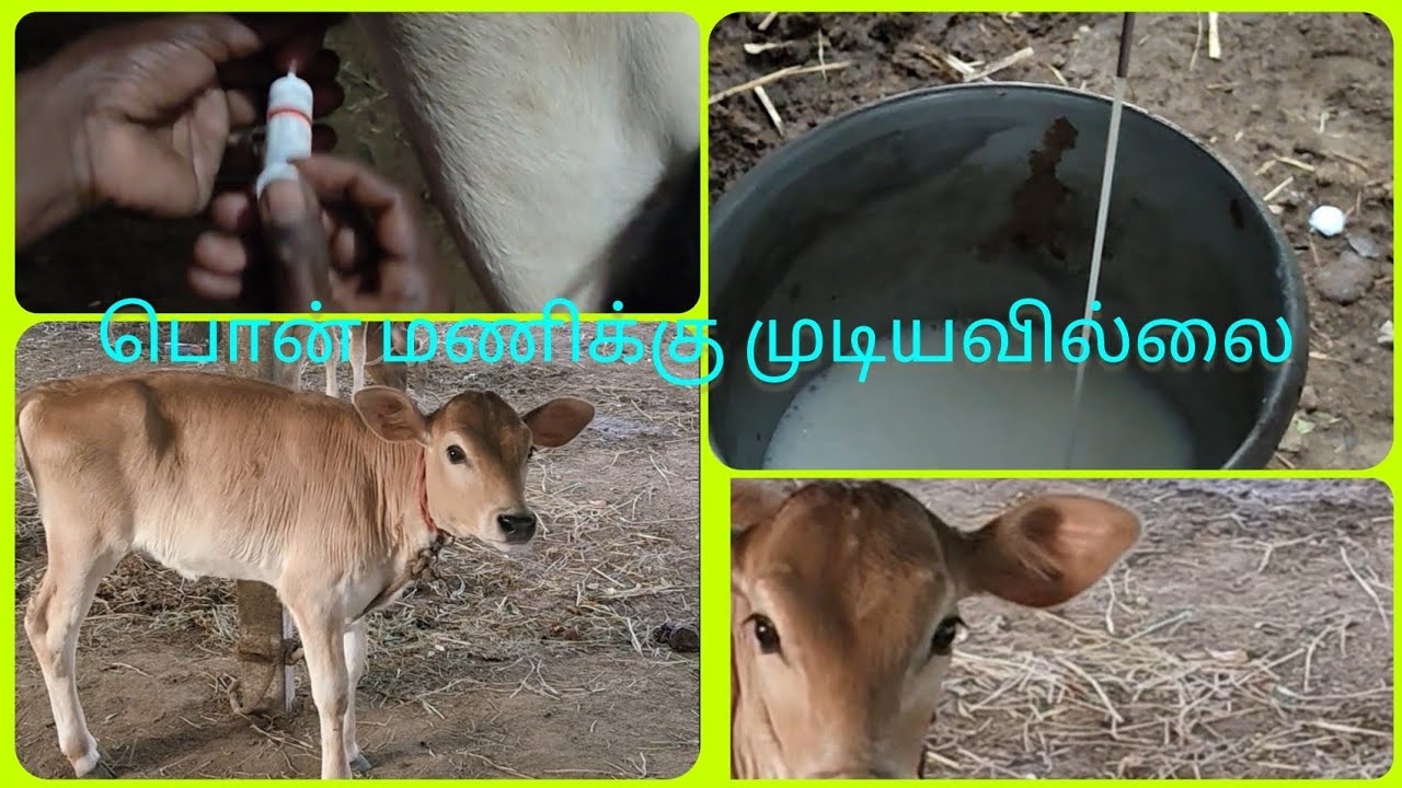பொன்மணிக்கு இப்படி ஆகிடுச்சே🤧😌@Vazhgavivasayam_manapparai. 