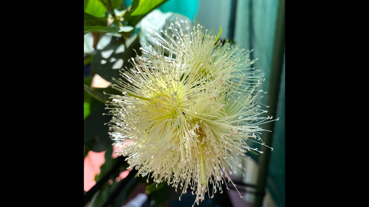 Wax Jambu survives 1 year in Melbourne, Australia