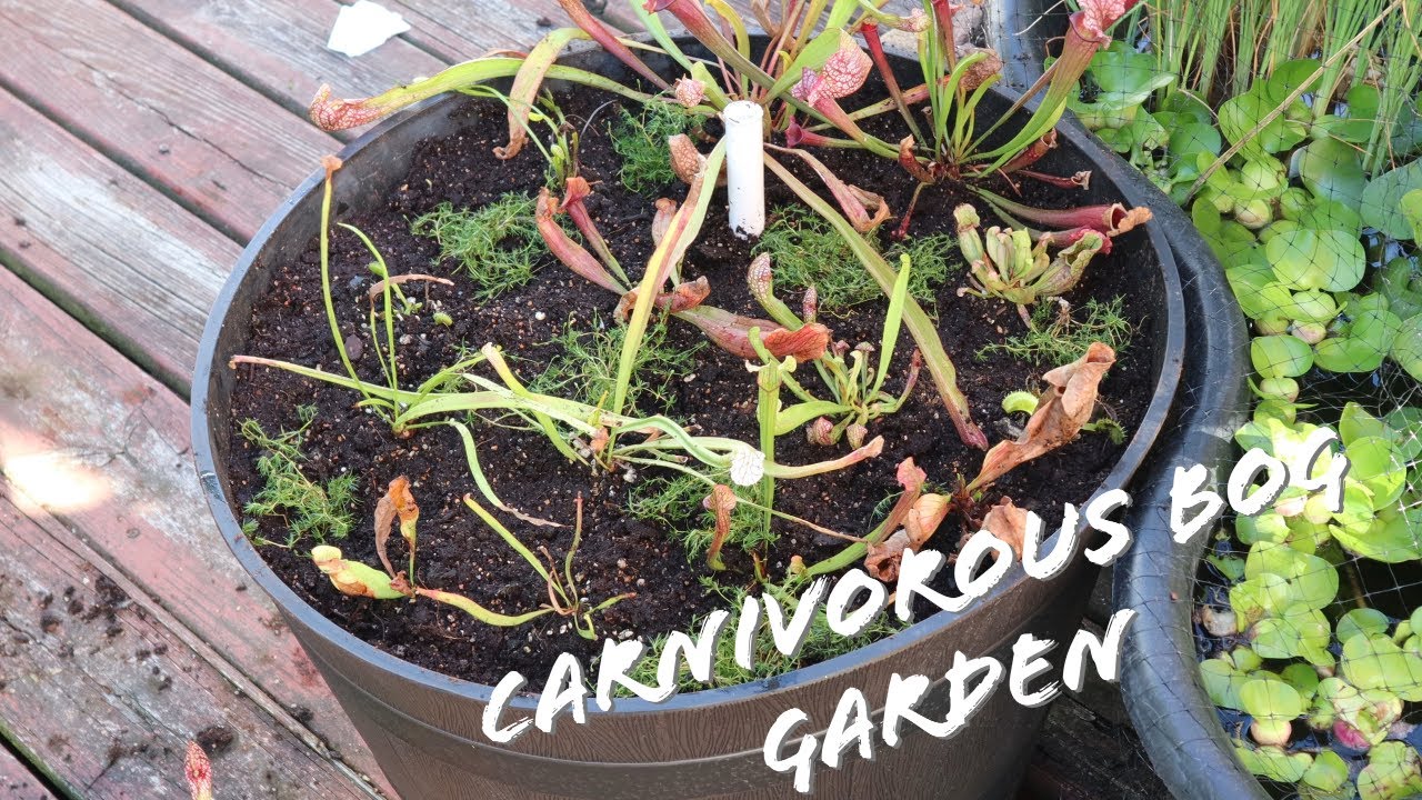 How To Make A Carnivorous Plant Bog Garden|| Jhuly's Aquatics & Gardening