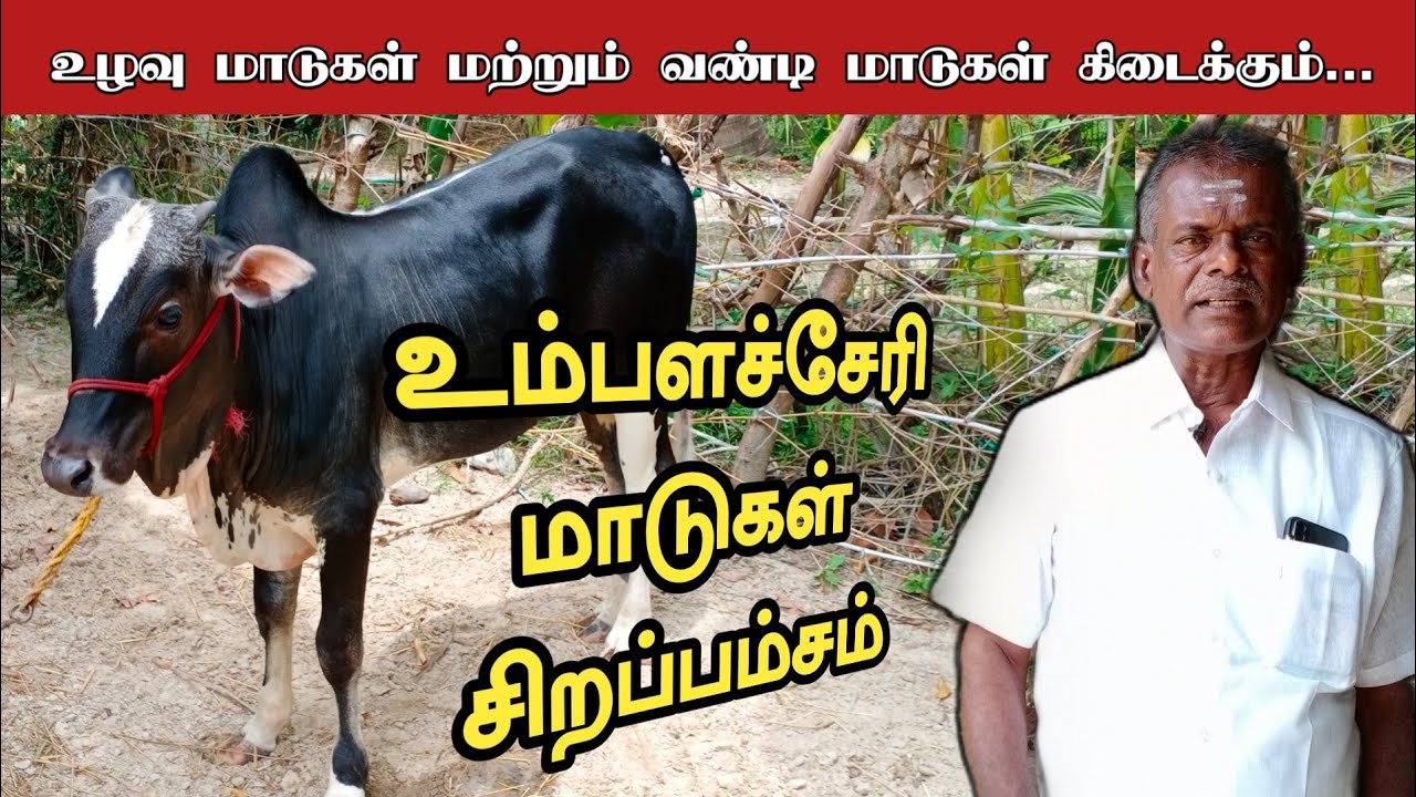 உம்பளச்சேரி பாரம்பரிய கால்நடை ஆராய்ச்சி மையம் கொறுக்கை / உழவன் மதுரை / Umbalacherry Native Breeding