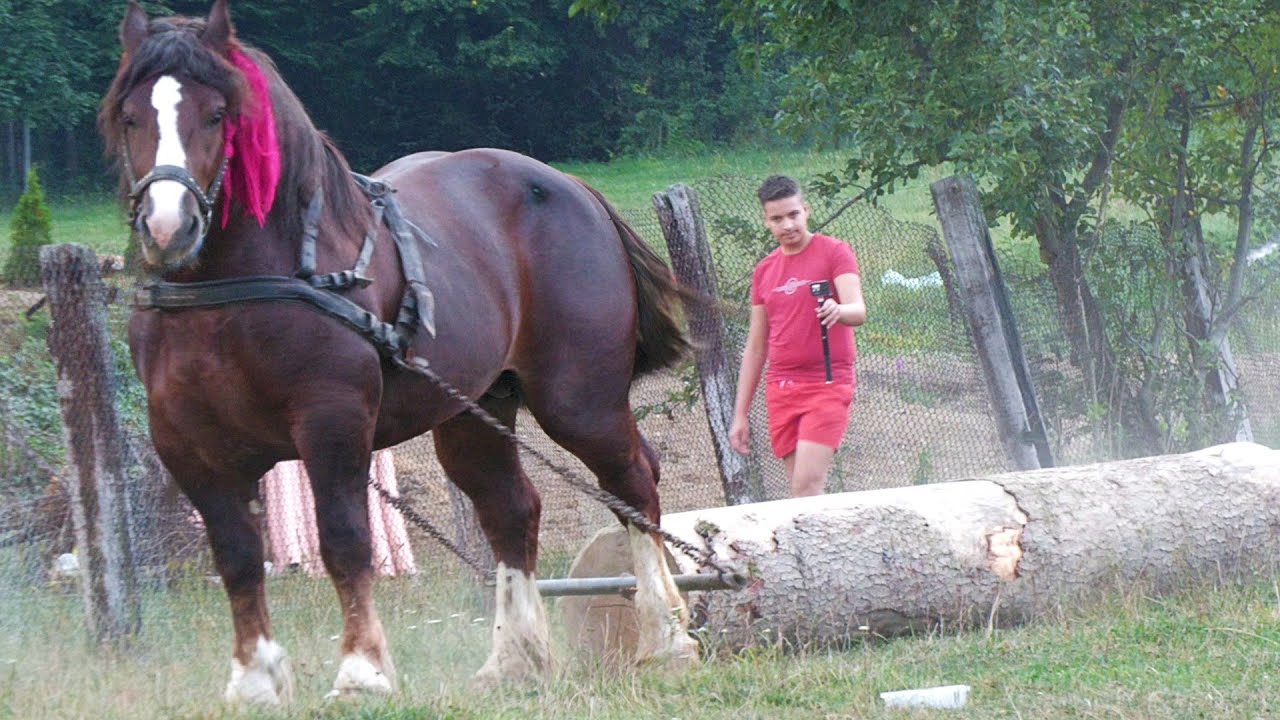 Armăsarii lui Ovidiu Brieac de la Păltinoasa - Bucovina 2023