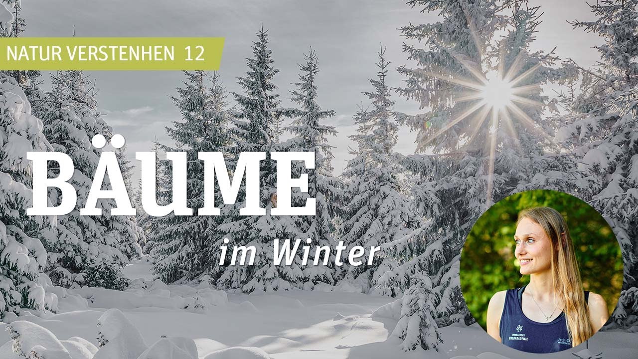 Was machen Bäume im Winter?