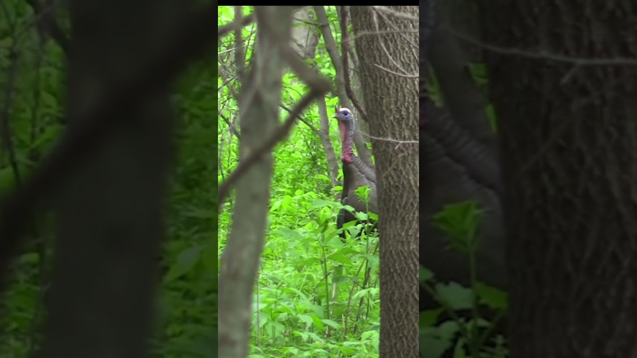 Spring Minnesota turkey hunting 