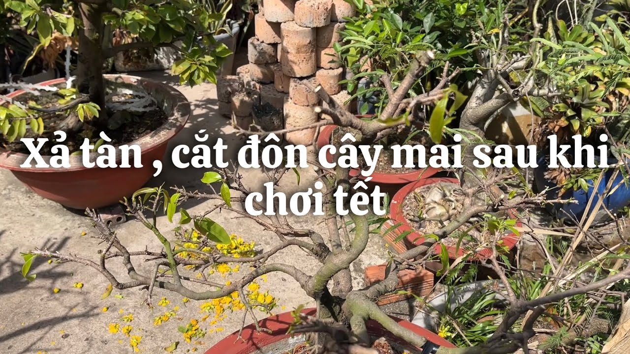 Xả tàn , cắt đôn cây mai sau khi chơi tết // 3-1 âl 