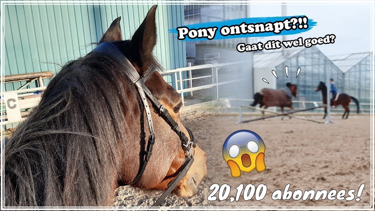 PONY ONTSNAPT?! + OLLIE IS VERHUISD + Nieuwe spullen! - Vlog | Zoo Lianne