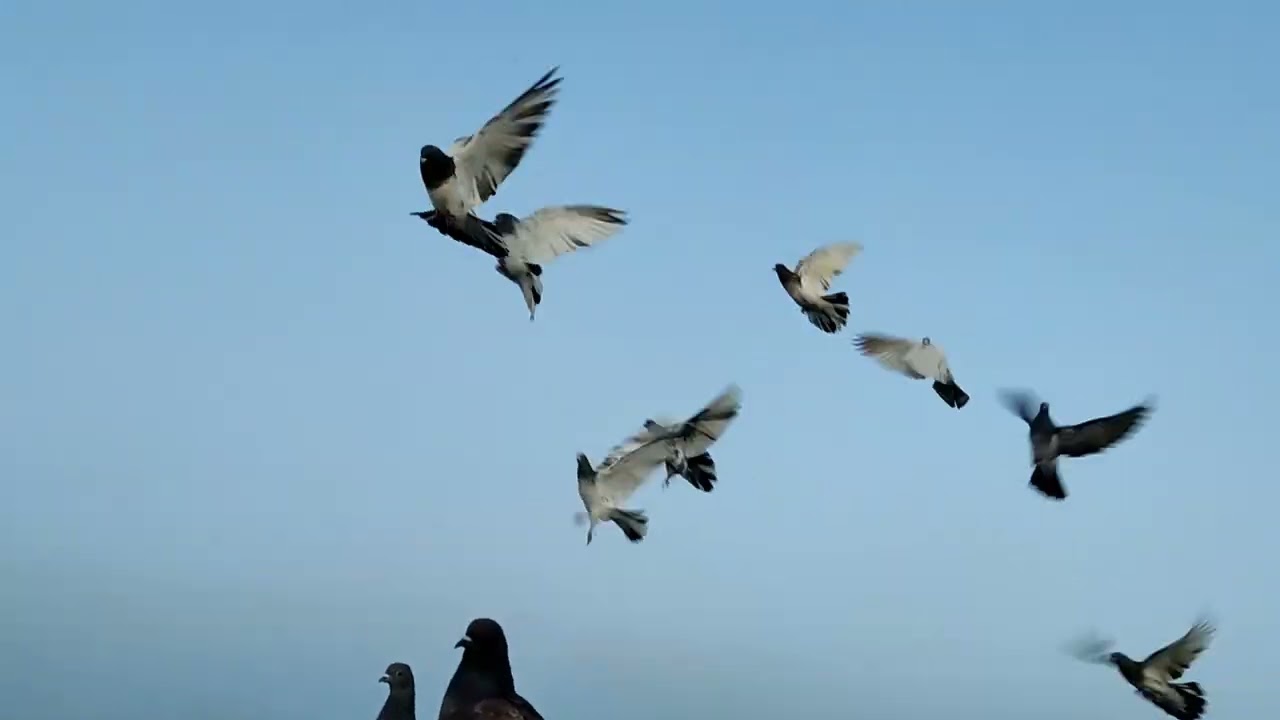  البوم. ردنه نبيت التور برد موطبيعي الصيد 1بليل والطيور كلهن زاوجات مابقه شي نشاء الله تحياتي الجميع