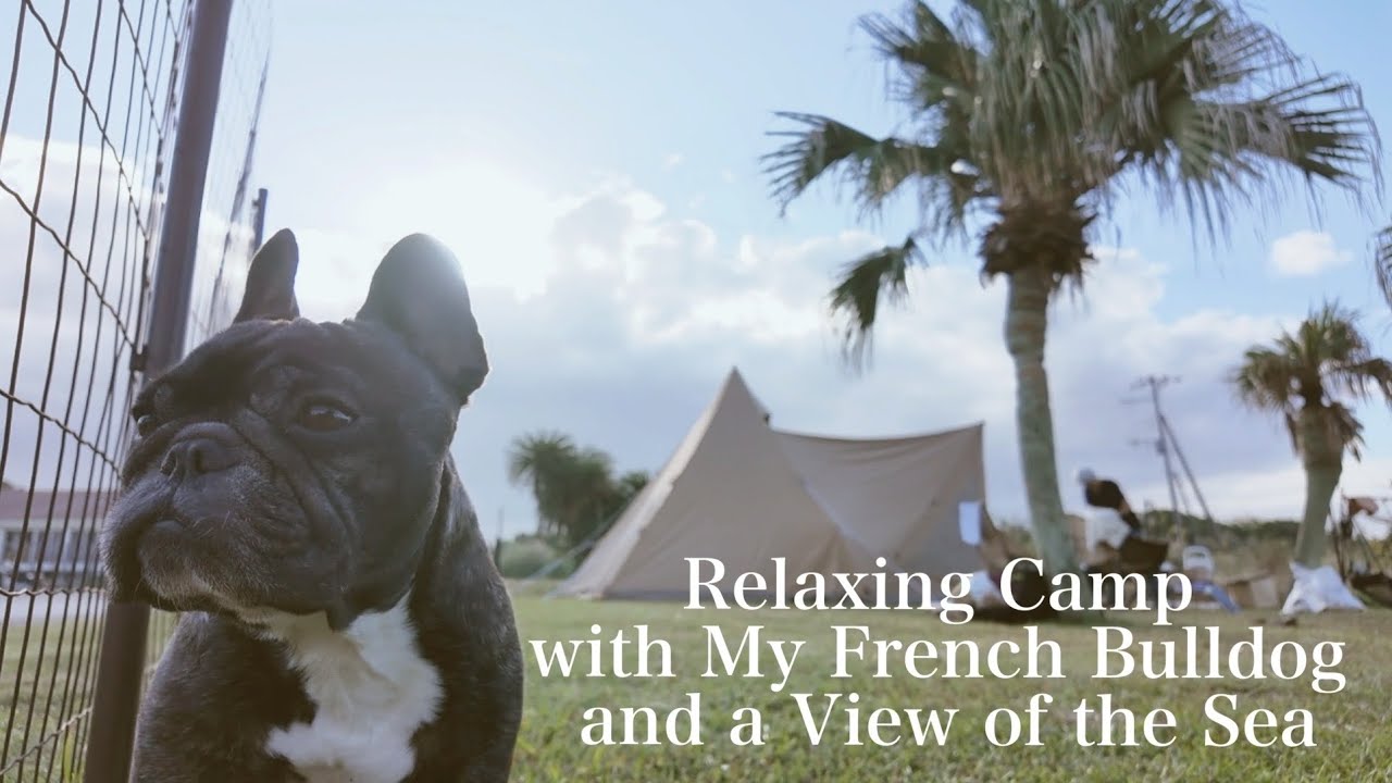 海の見えるドッグフリーサイトでマイリーのバースデーキャンプ🏕️🎂犬と行ける館山観光スポットの二本立て🌴✨