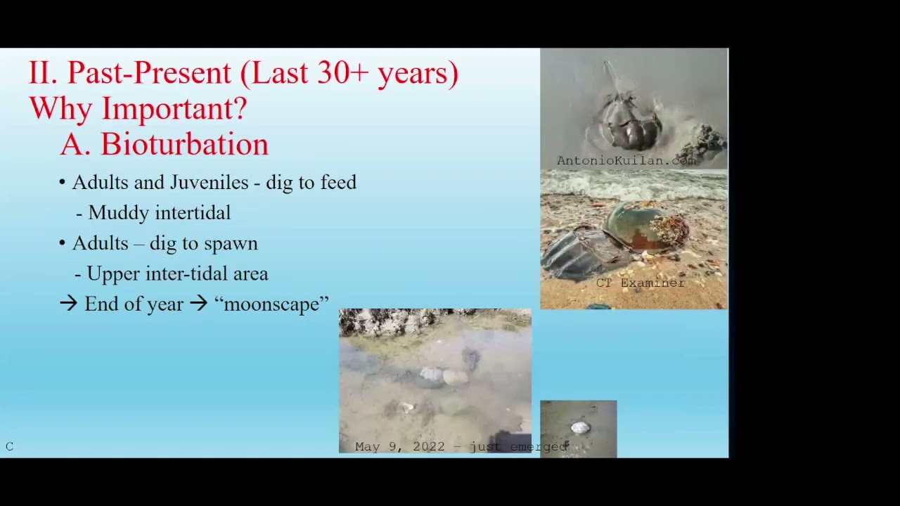 Bayview Lecture, Horseshoe Crabs, April 2024, Win Watson and Chris Chabot