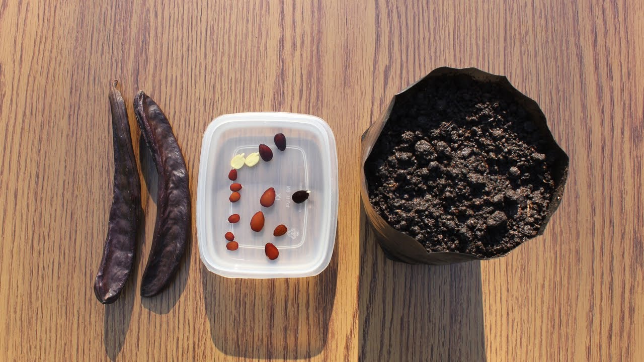 Kako uzgojiti rogač iz semena (How to grow carob tree from seed)