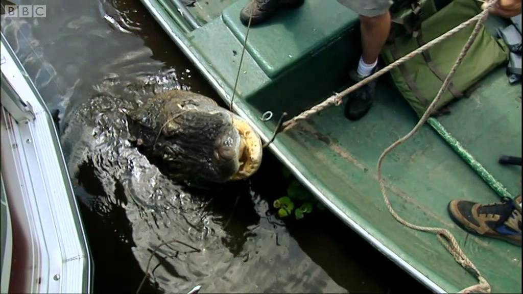 Dealing with Dangerous Florida Alligators | Ultimate Killers | BBC Earth