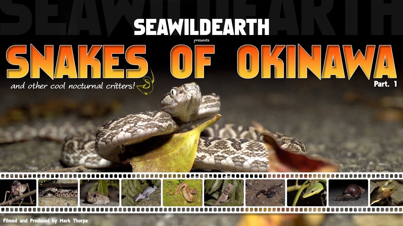 Snakes of Okinawa, and Other Interesting Critters. Pt.1