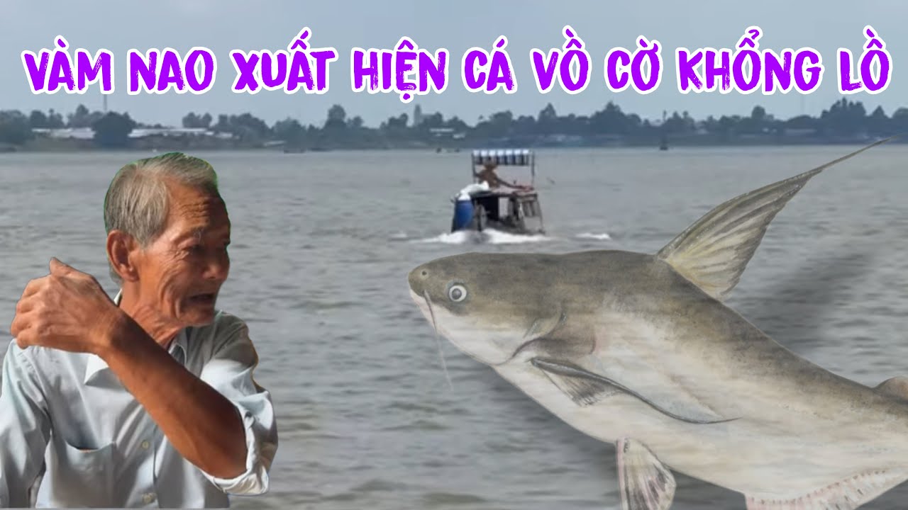 Trấn động vàm nao xuất hiện cá vồ cờ khổng lồ hai con mất bự như đèn xe hơi ngụ ở rún sông vàm nao 