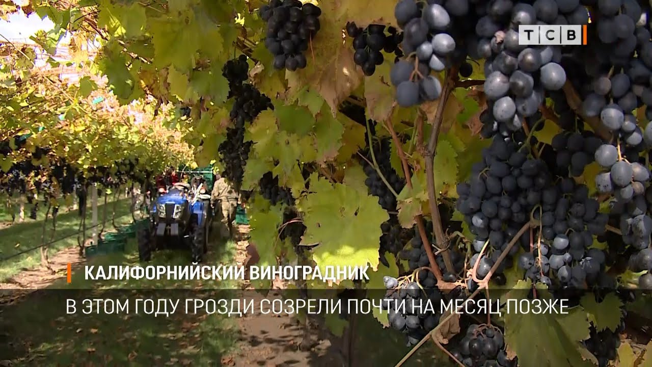 Калифорнийский виноградник
