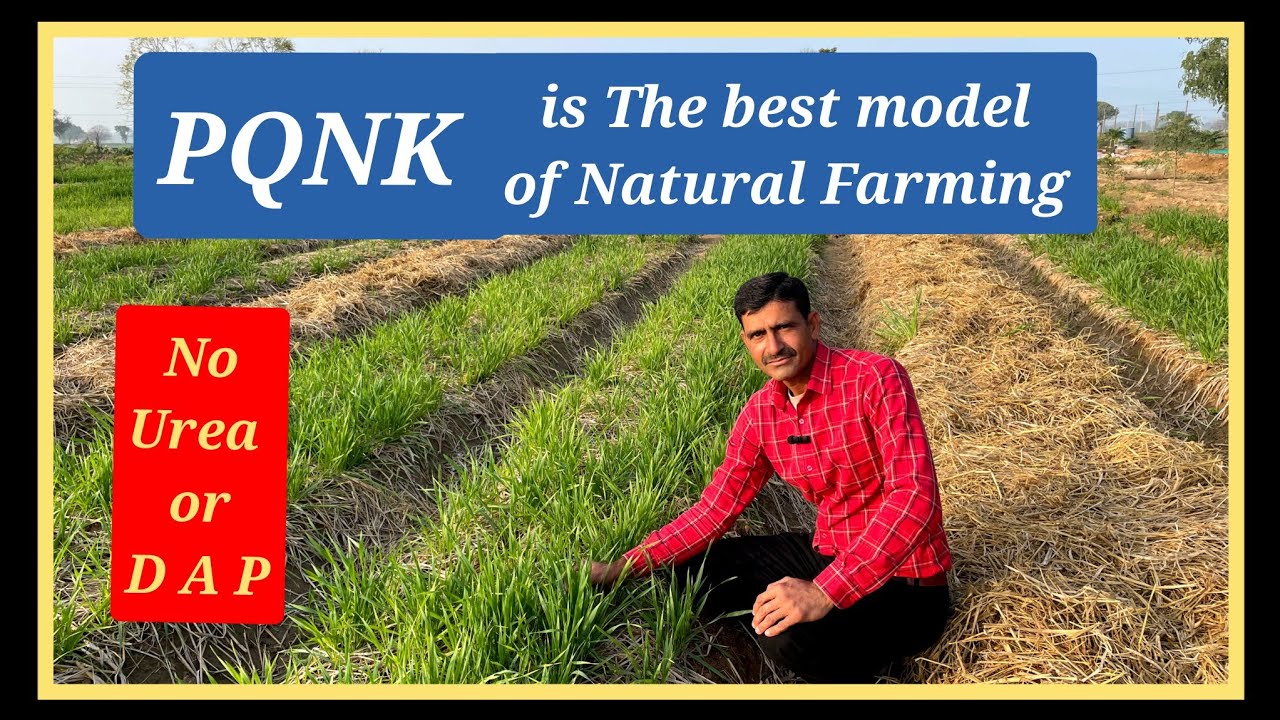 PQNK मॉडल से गेहूं की खेती। Wheat on raised beds. #naturalfarming