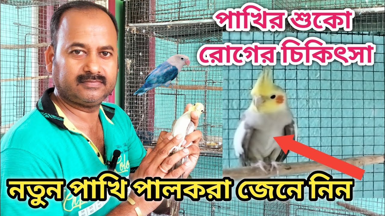 100%Treatment For SinaTan Or Shuka In Birds /পাখির শুকো রোগের চিকিৎসা/@tanay birds