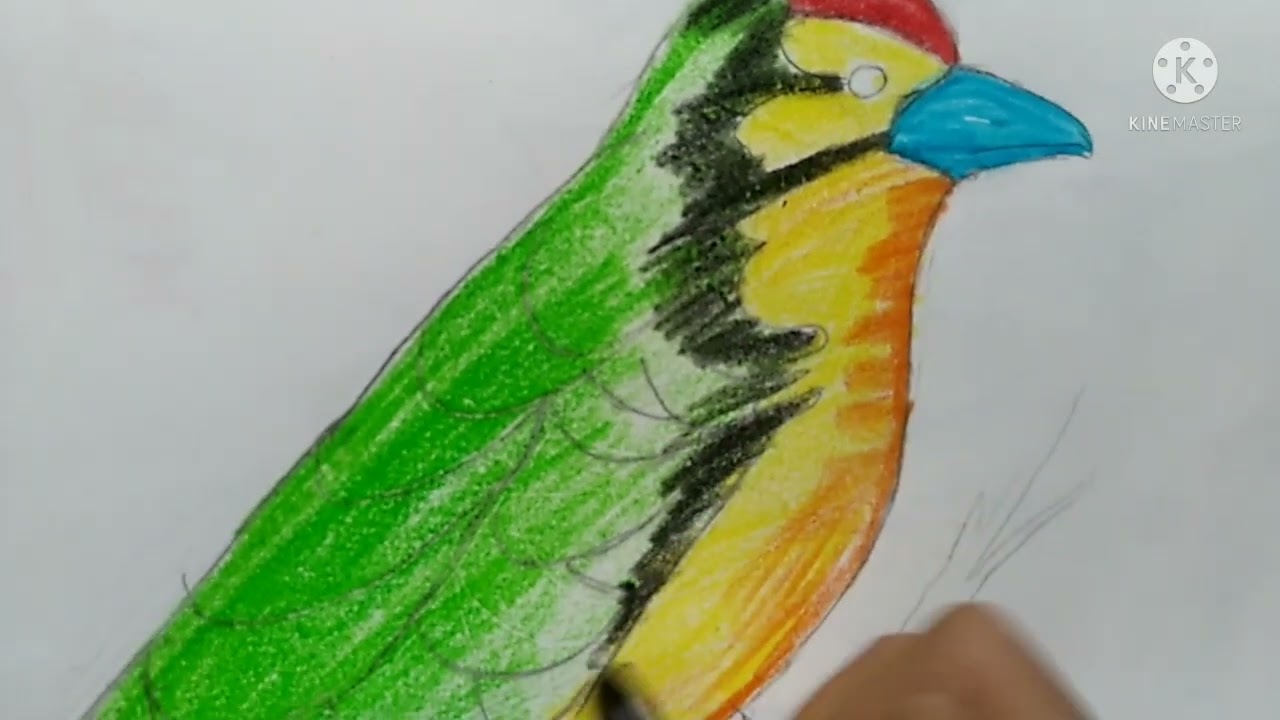How to draw coppersmith 🐦
