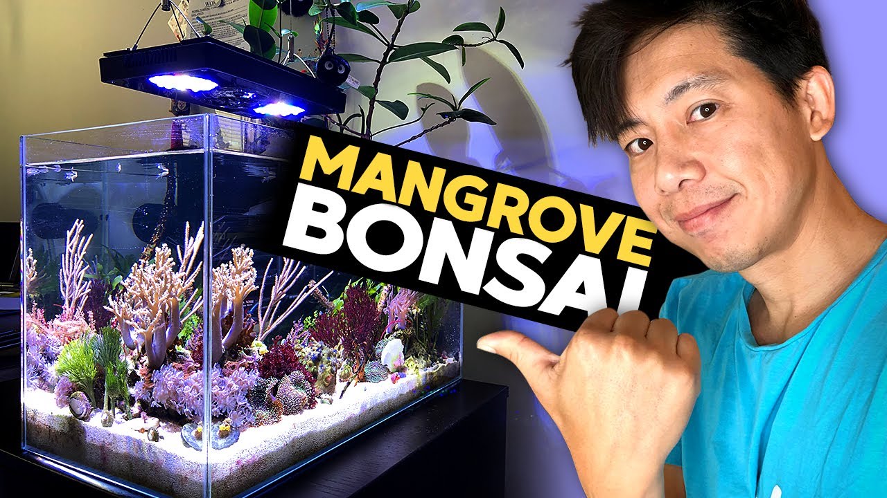 17g Update: Bonsai Mangrove! Macro Algae Galore! Brightwell Bio Block, 3D Guard! (17g - 8/16/2020)