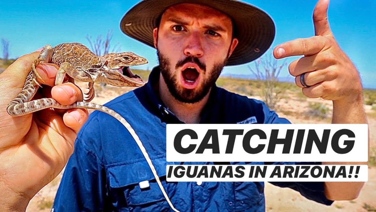 Catching Leopard lizards, Desert Iguanas and MORE In The SAND DUNES!!