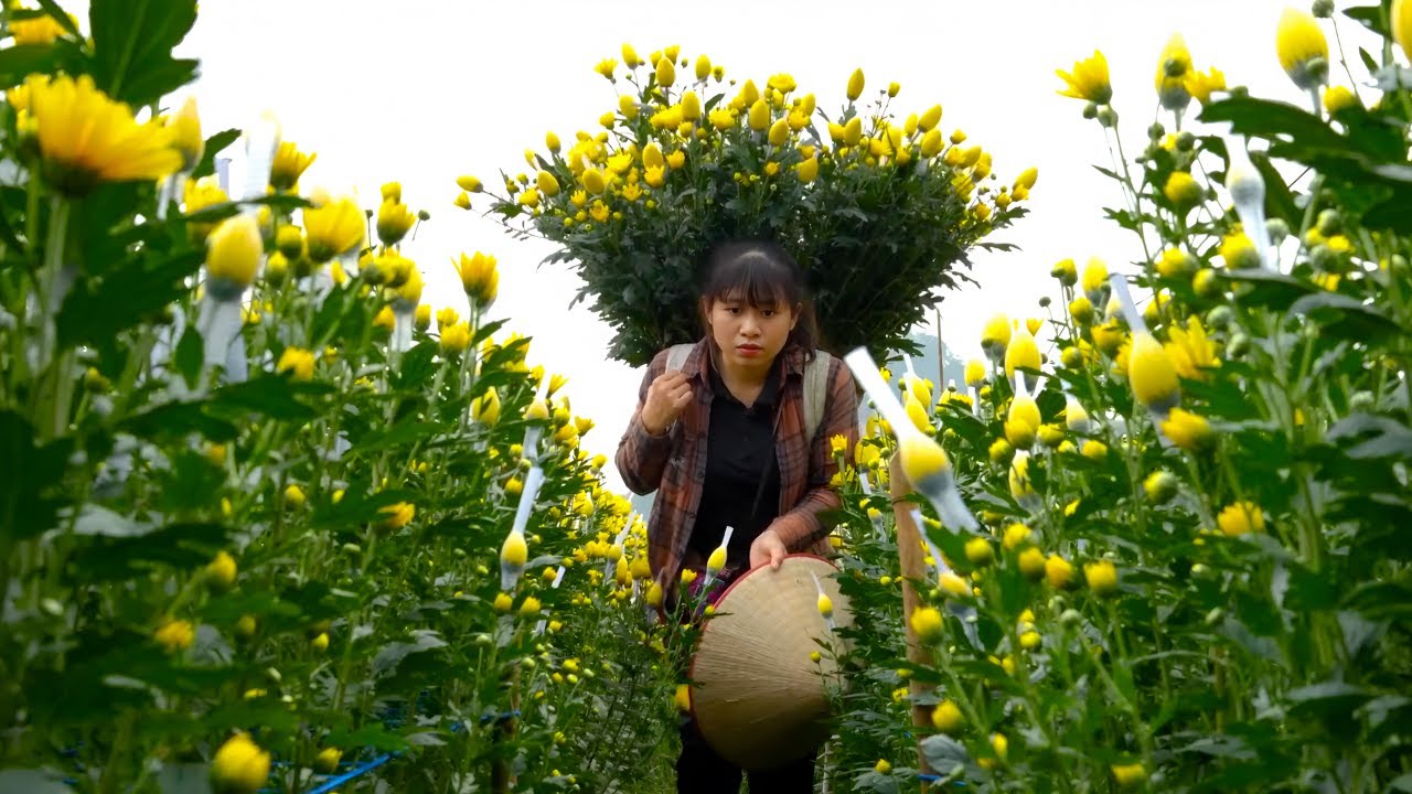 Picking yellow chrysanthemums to sell - Going into the forest with father to cut wood and gardening