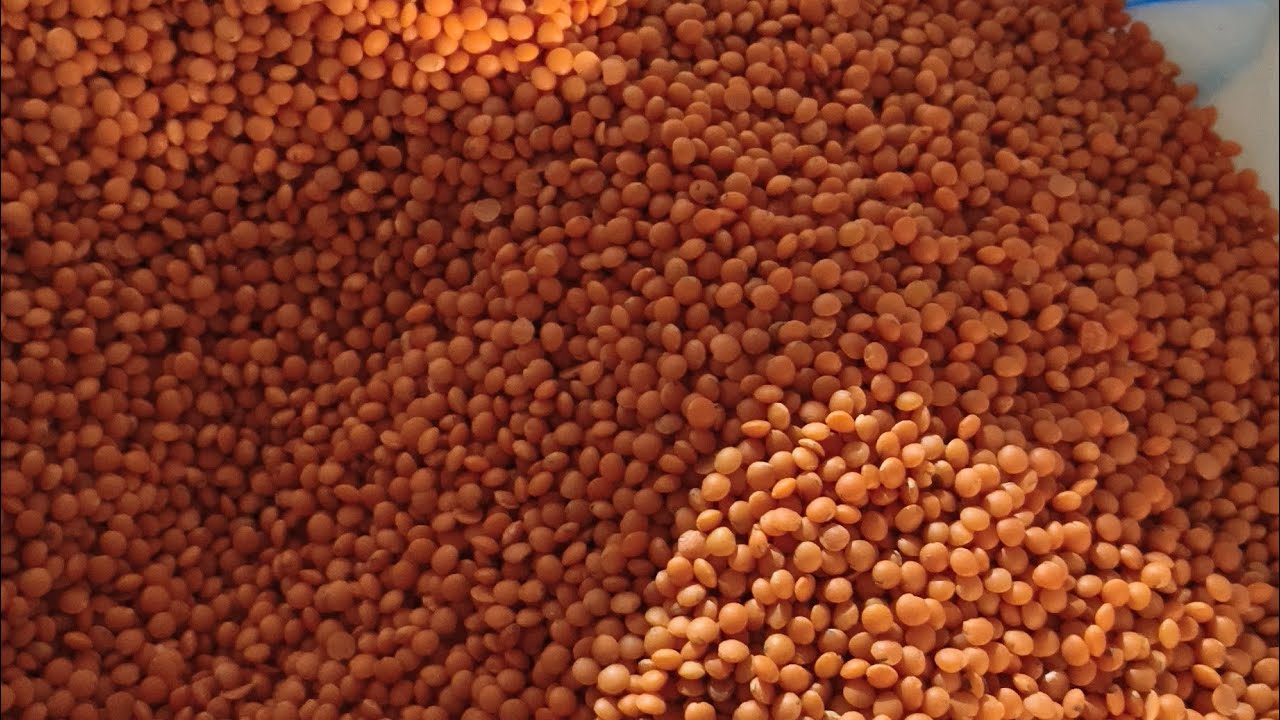 Masur daal mill in patna co.7667055436