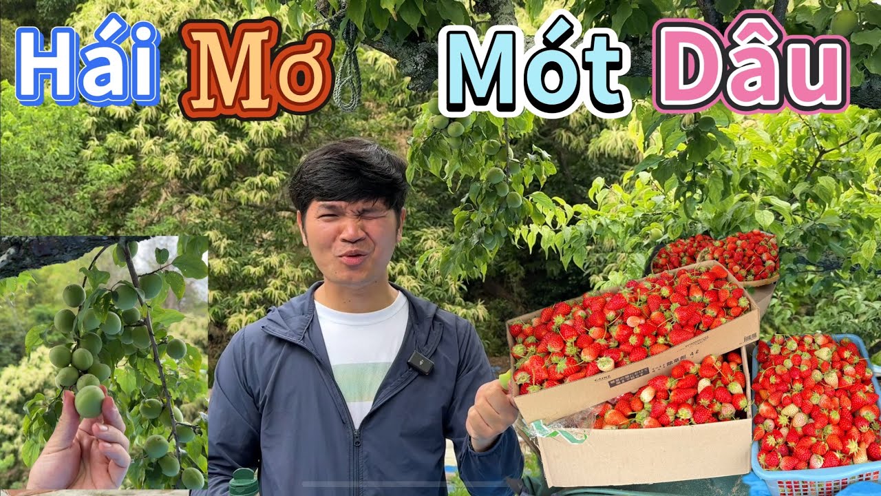 Hái Dâu không giới hạn, bao nhiêu cũng được. Sang nhà Bà hàng xóm hái Mơ Nhật chua hơn cả chanh.