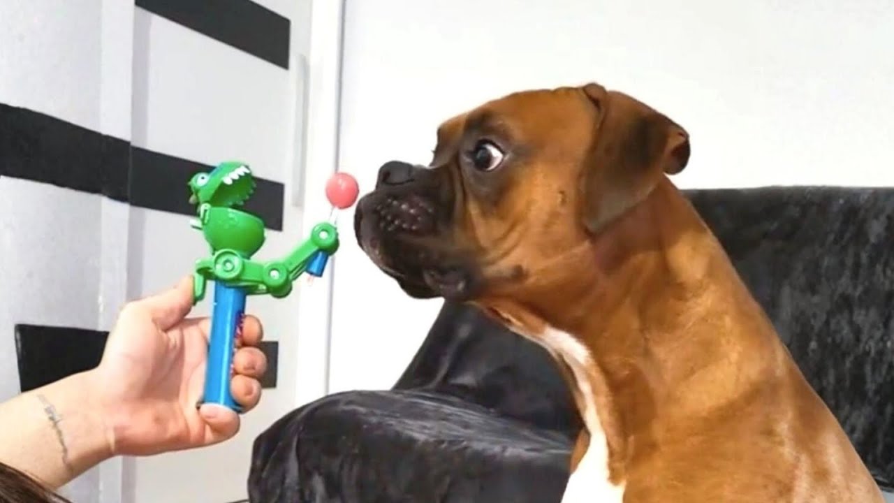 Boxer 🐶 The Irresistible Heart Stealer!