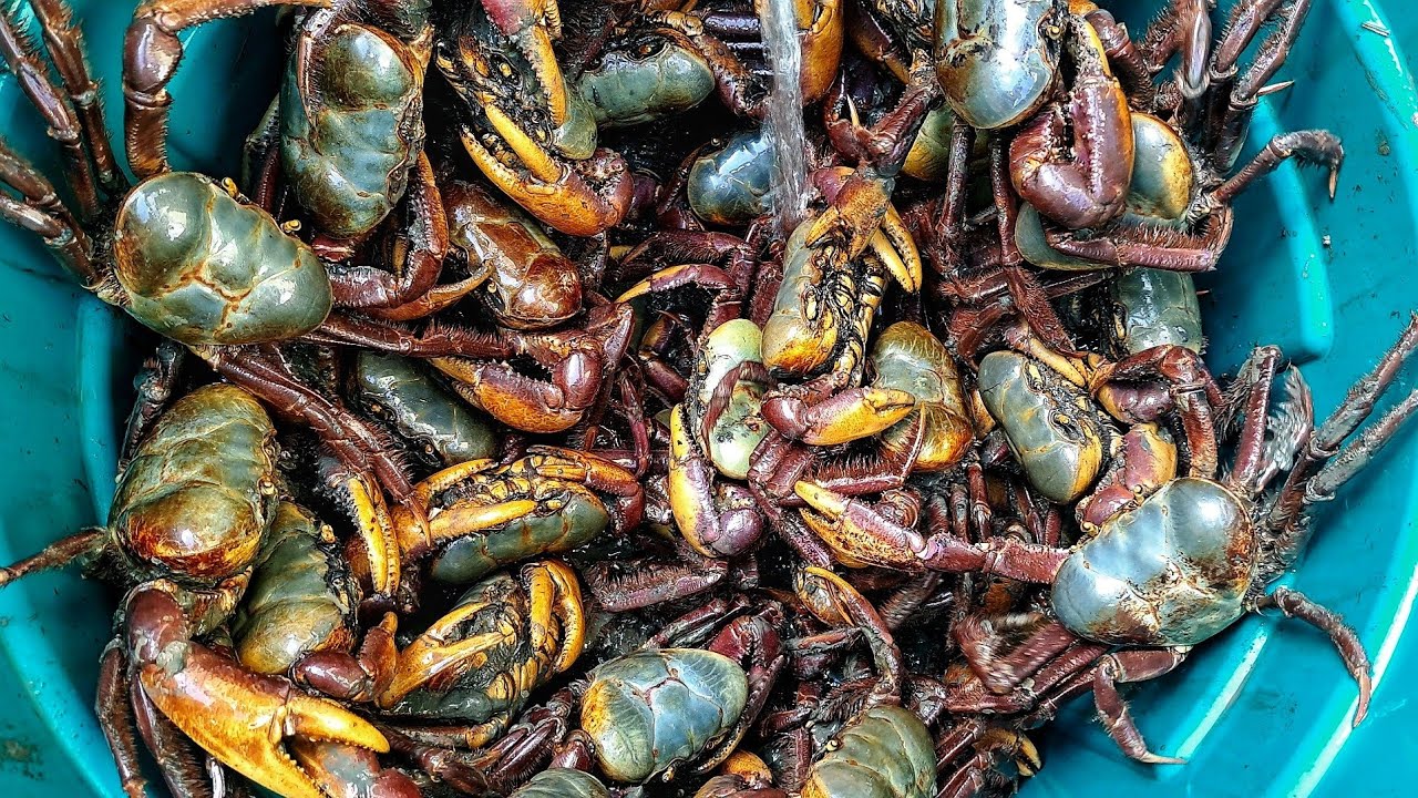 CATCHING BIG MUDCRAB WITH HAND IN GUYANA.