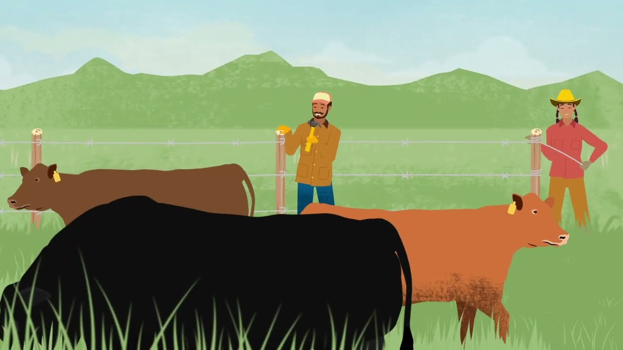 REGENERATIVE GRAZING: See How Recovery Grows More Grass (animation)