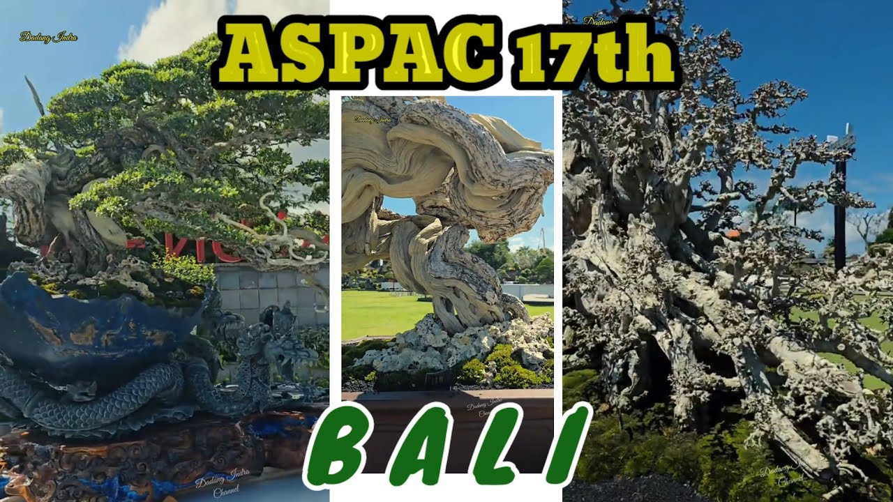 ASPAC 17 - BALI 2025 #bonsai_indonesia