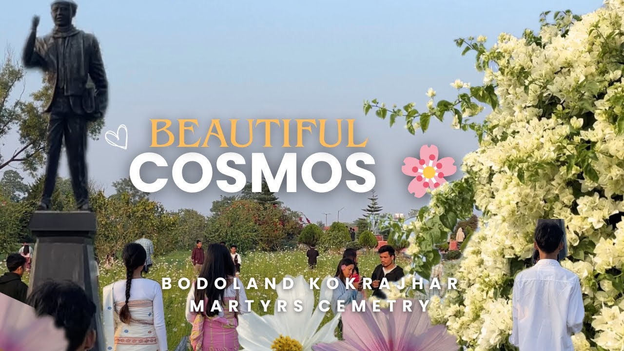 Beautiful cosmos flowers🌸 at Bodoland Kokrajhar martyrs cemetery | Ok Harsh 