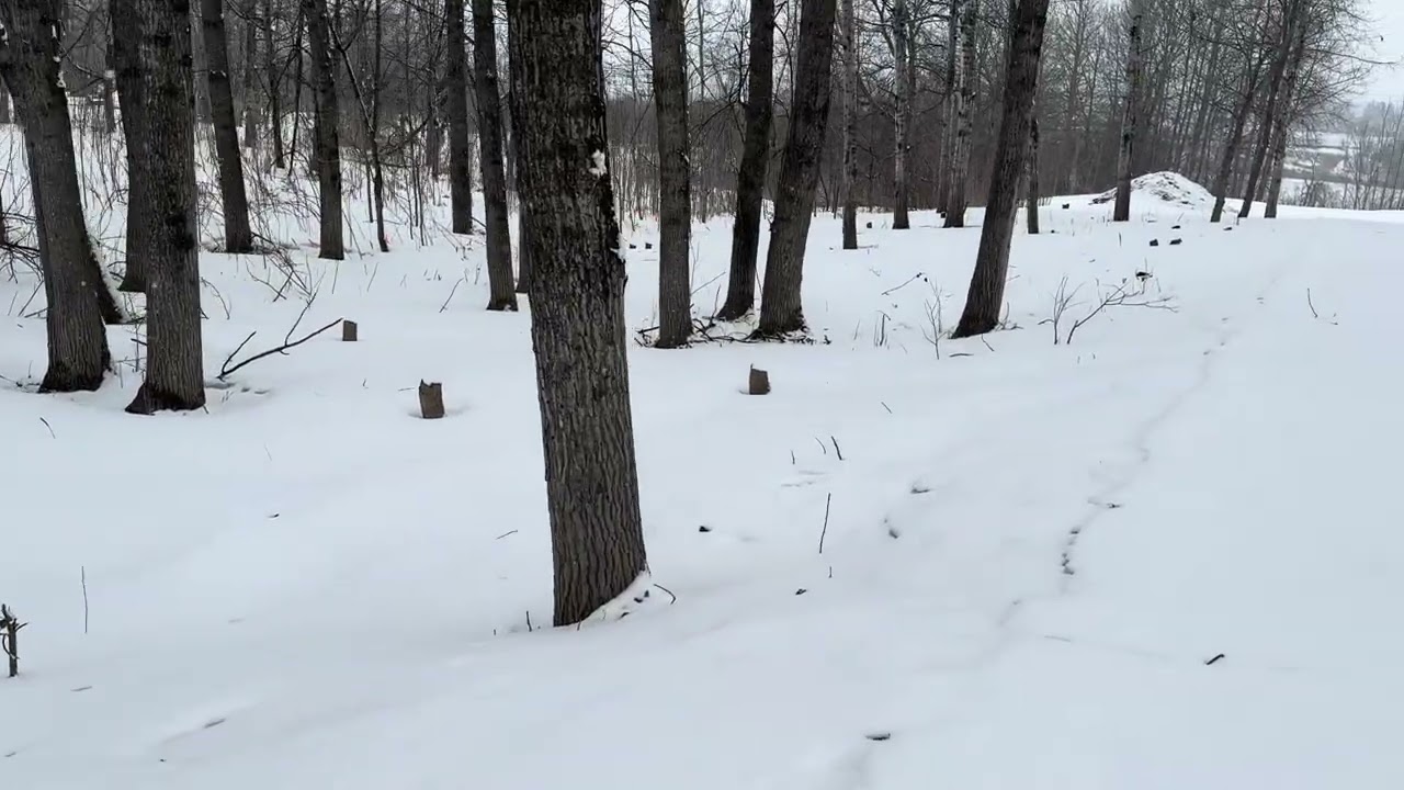 MY WALK THIS MORNING. 