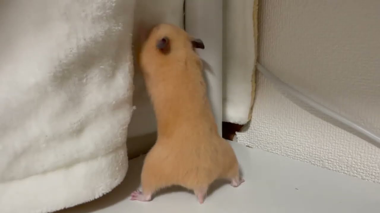 こまる『いくぜ‼️』　【ハムスター　キンクマハムスター】