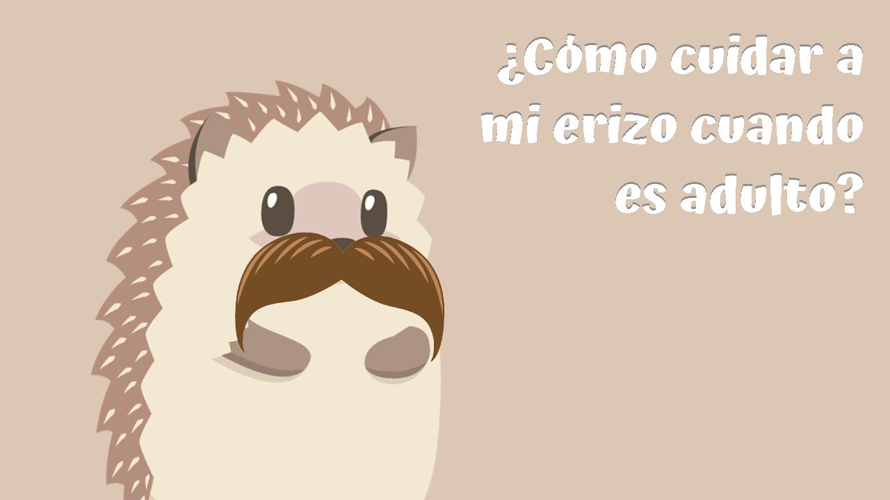 ¿Cómo cuidar a mi erizo cuando es adulto? | Erizoo México