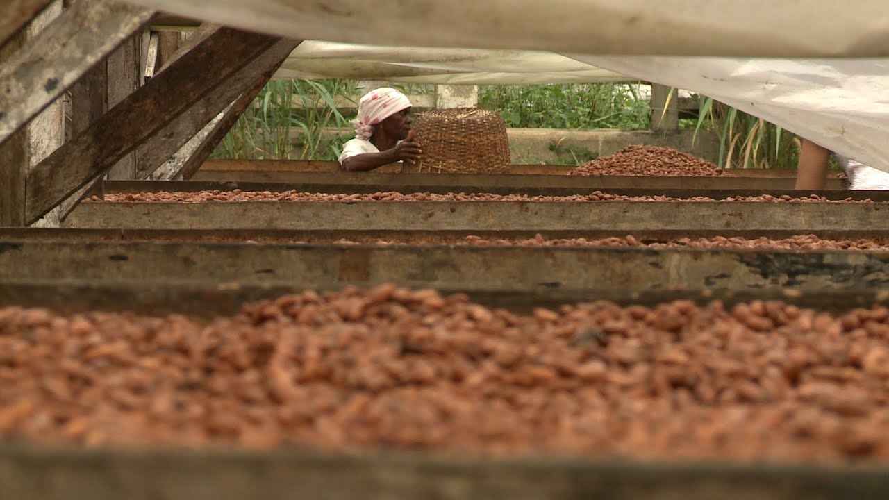 Desenvolvimento sustentável: O cultivo do cacau orgânico na ilha de São Tomé