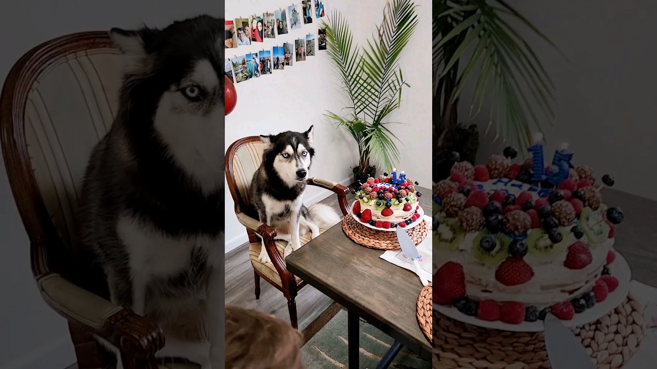ДЕВОЧКА Застеснялась | ХАСКИ Happy Husky 