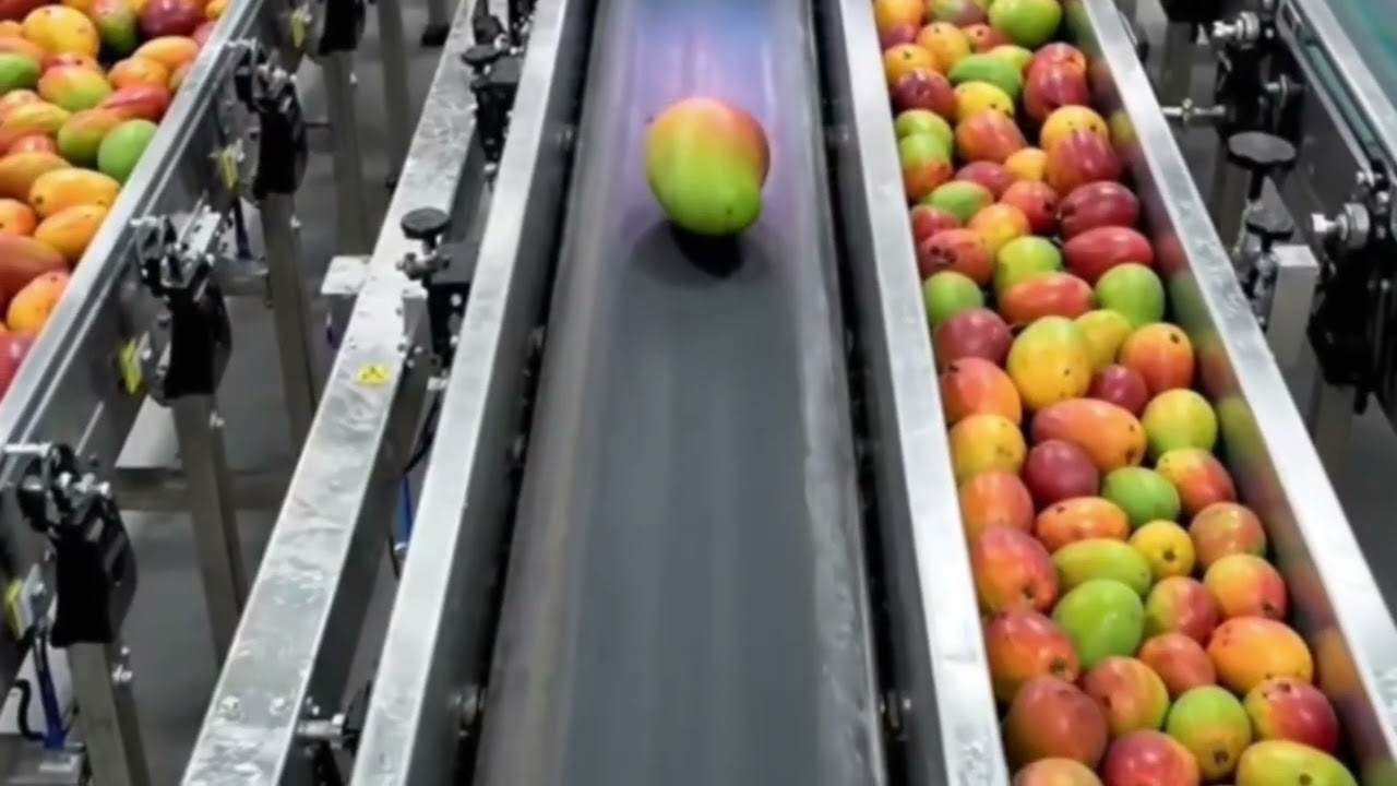 UntitledHow Mangoes Are Made in Factories? | Amazing Mango Processing Factory | Inside Food Factory